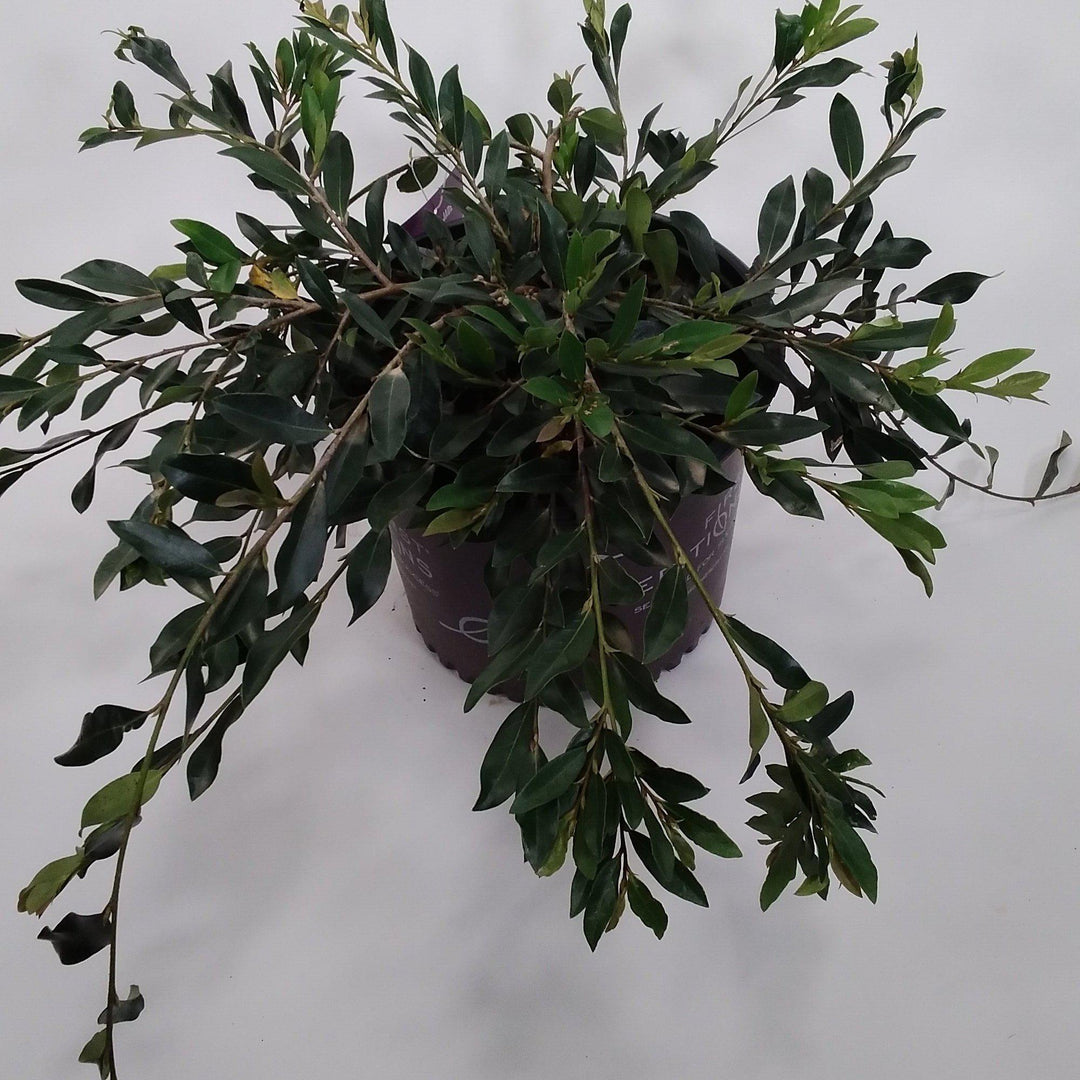 Distylium 'Vintage Jade' PP23,128 ~ First Editions® Vintage Jade Distylium