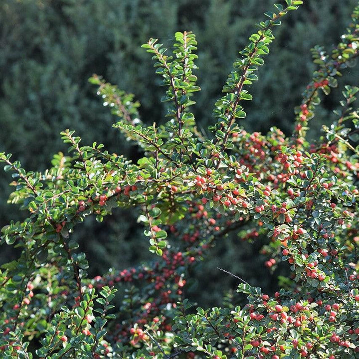 Cotoneaster apiculatus ~ Cranberry Cotoneaster