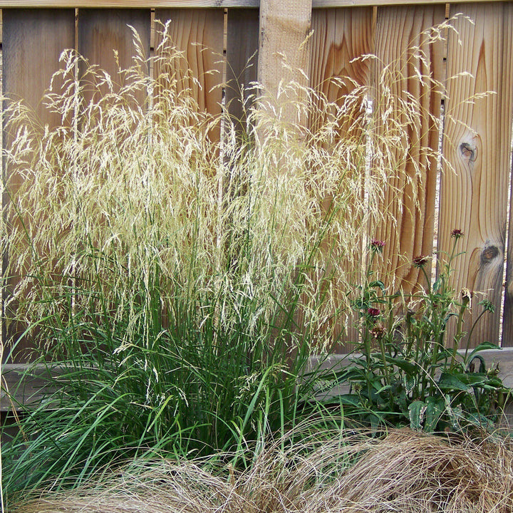 Calamagrostis x acutiflora 'Karl Foerster' ~ Karl Foerster's Feather Reed Grass