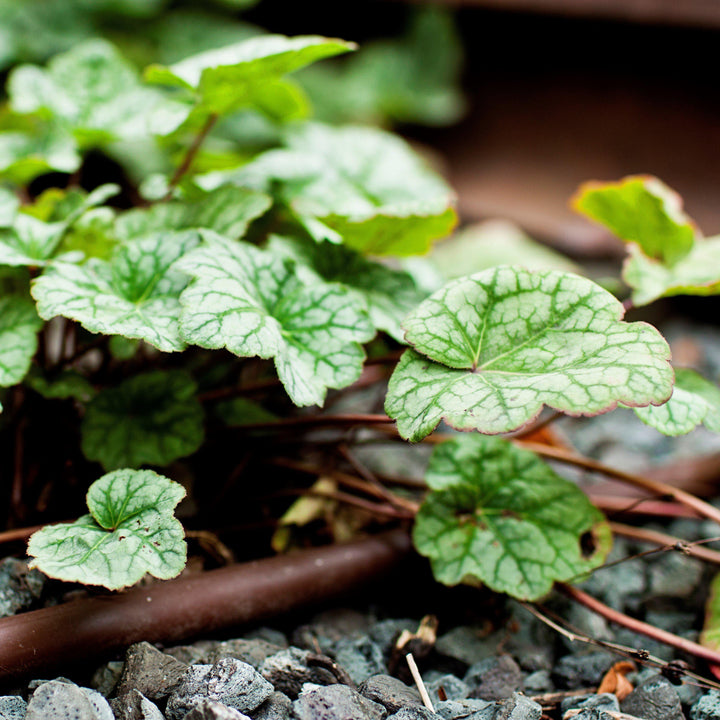 Heuchera americana 'Dale's Strain' ~ Dale's Strain Coral Bells