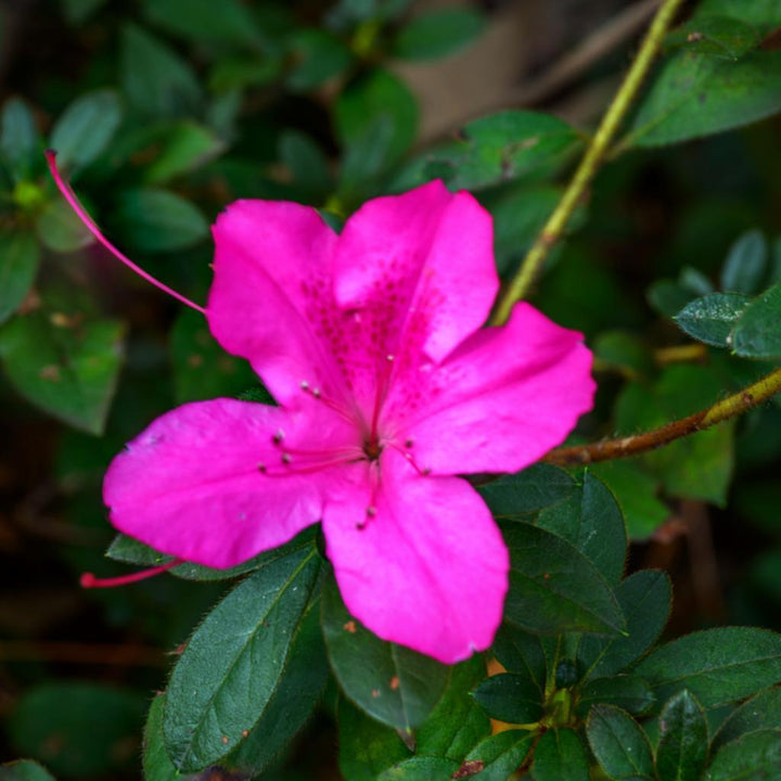 Rhododendron 'Conlec' ~ Encore® Autumn Royalty™ Azalea