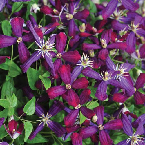 Clematis 'Sweet Summer Love' ~ Sweet Summer Love Clematis