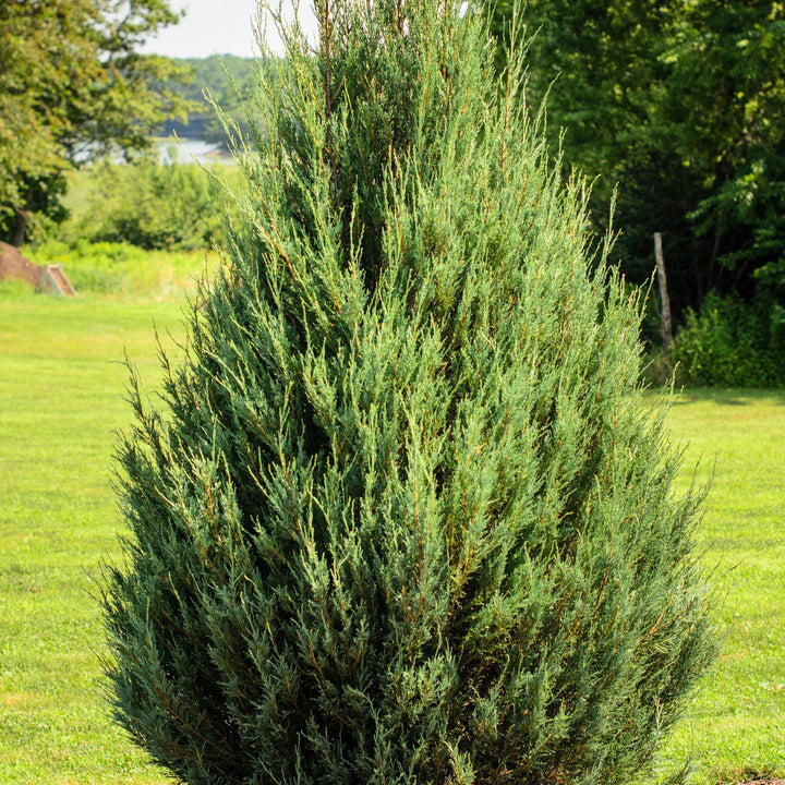 Juniperus virginiana 'Skyrocket' ~ Enebro Skyrocket