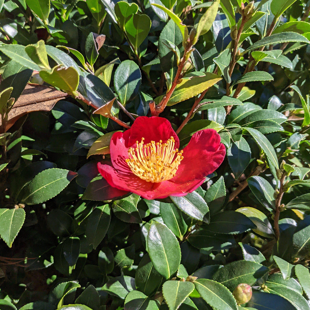 Camellia sasanqua 'Yuletide' ~ Yuletide Camellia