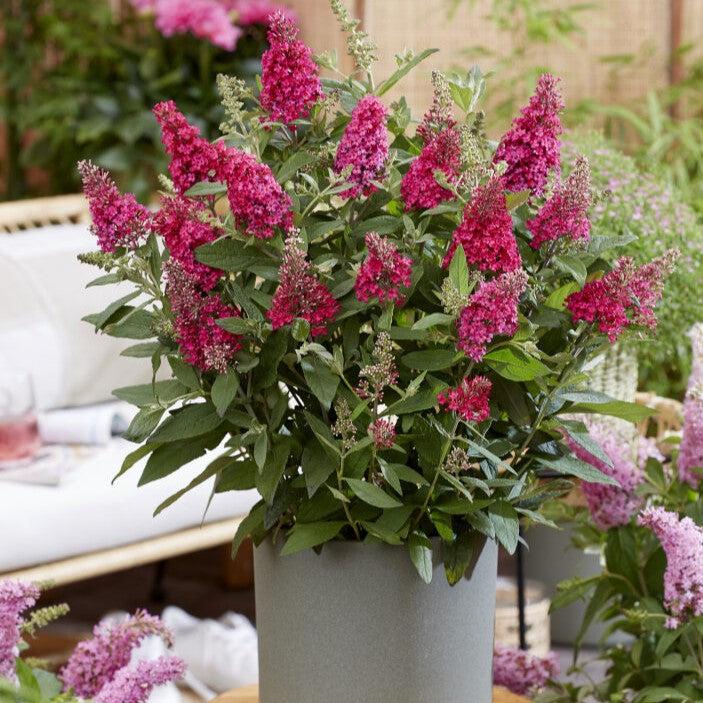 Buddleja Leah Raspberry Buddleia davidii ‘BotEx 006’ PP34500 ~ Butterfly Candy™ Li'l Raspberry ...