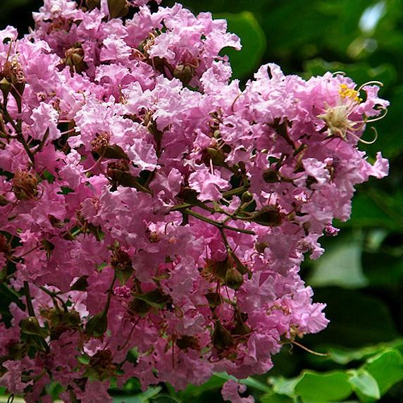 Lagerstroemia indica x fauriei 'Muskogee' ~ Muskogee Crape Myrtle