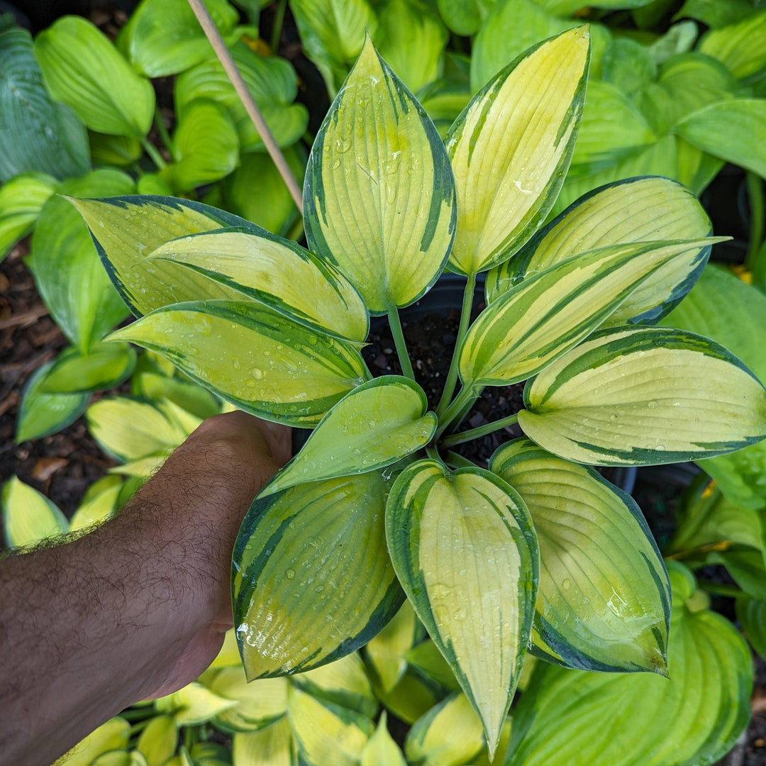 Hosta 'June' ~ June Hosta