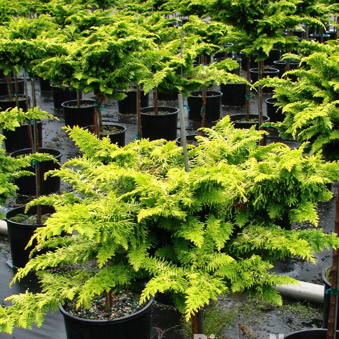 Chamaecyparis obtusa 'Fernspray Gold' ~ Fernsprey Gold False Cypress