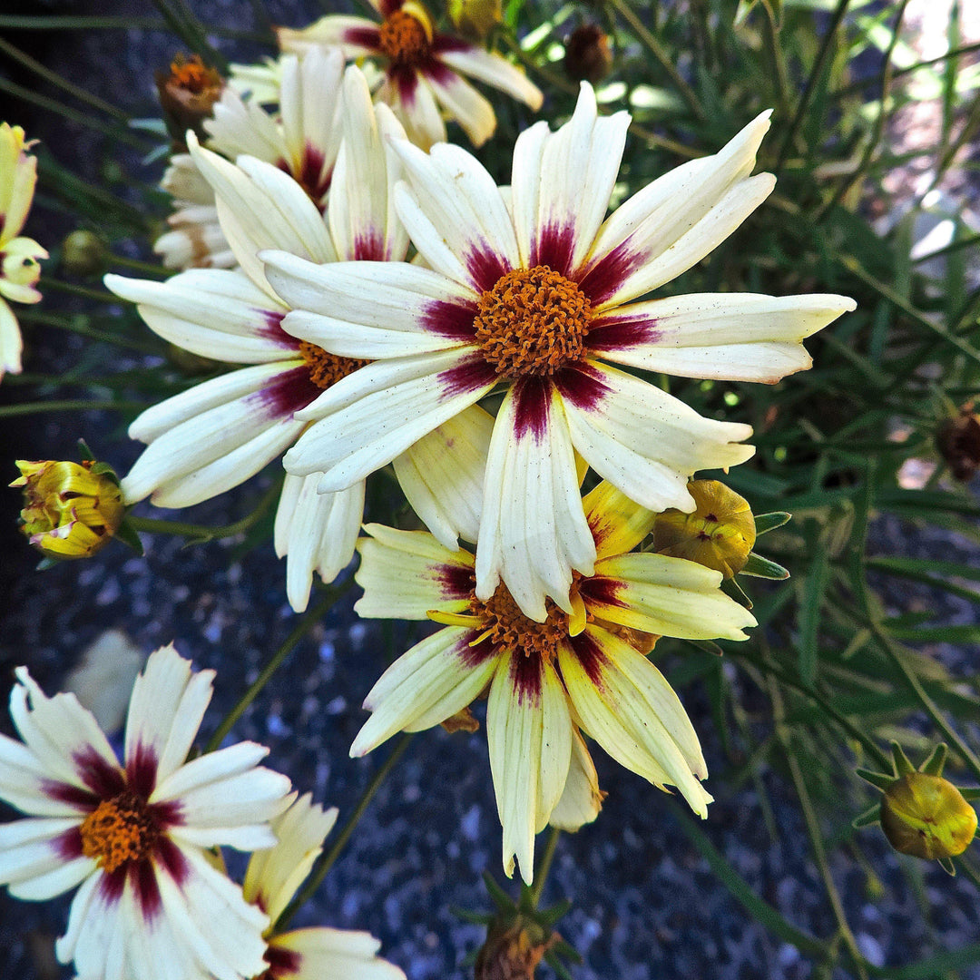 Coreopsis x verticillata 'Starlight' ~ Lil' Bang™ Starlight Coreopsis