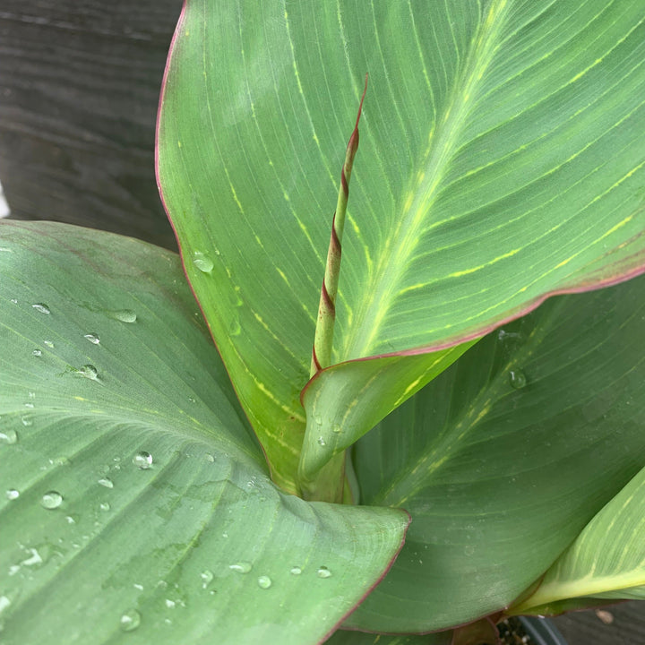 Canna x generalis 'Bengal Tiger' ~ Variegated Tiger Canna Lily