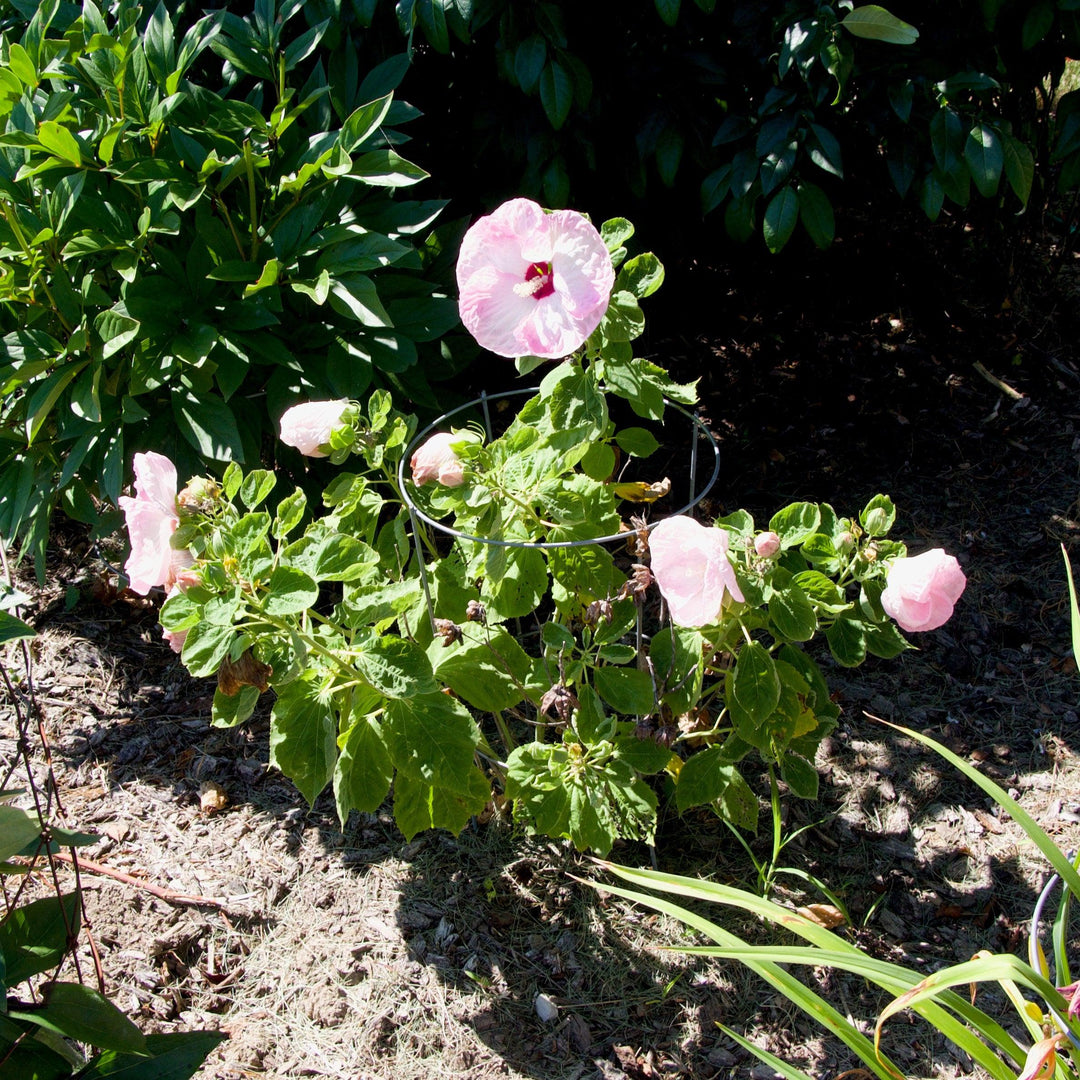 Hibiscus moscheutos 'Luna Pink Swirl' ~ Luna™  Pink Swirl Hibiscus