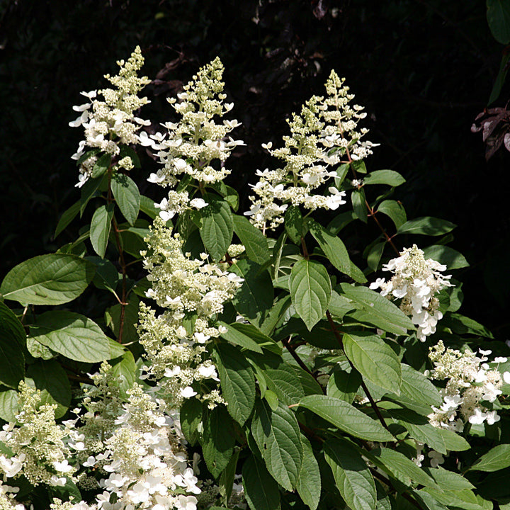 Hydrangea paniculata 'Tardiva' ~ Tardiva Hydrangea