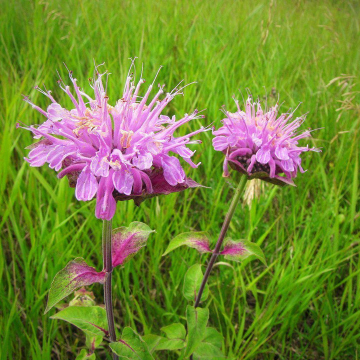 Monarda fistulosa ~ Wild Bergamot