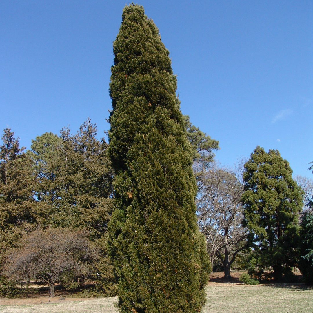 Juniperus chinensis 'Spartan' ~ Enebro chino espartano