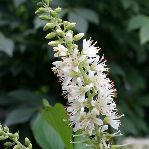 Clethra alnifolia 'Crystalina' ~ Sugartina® Summersweet