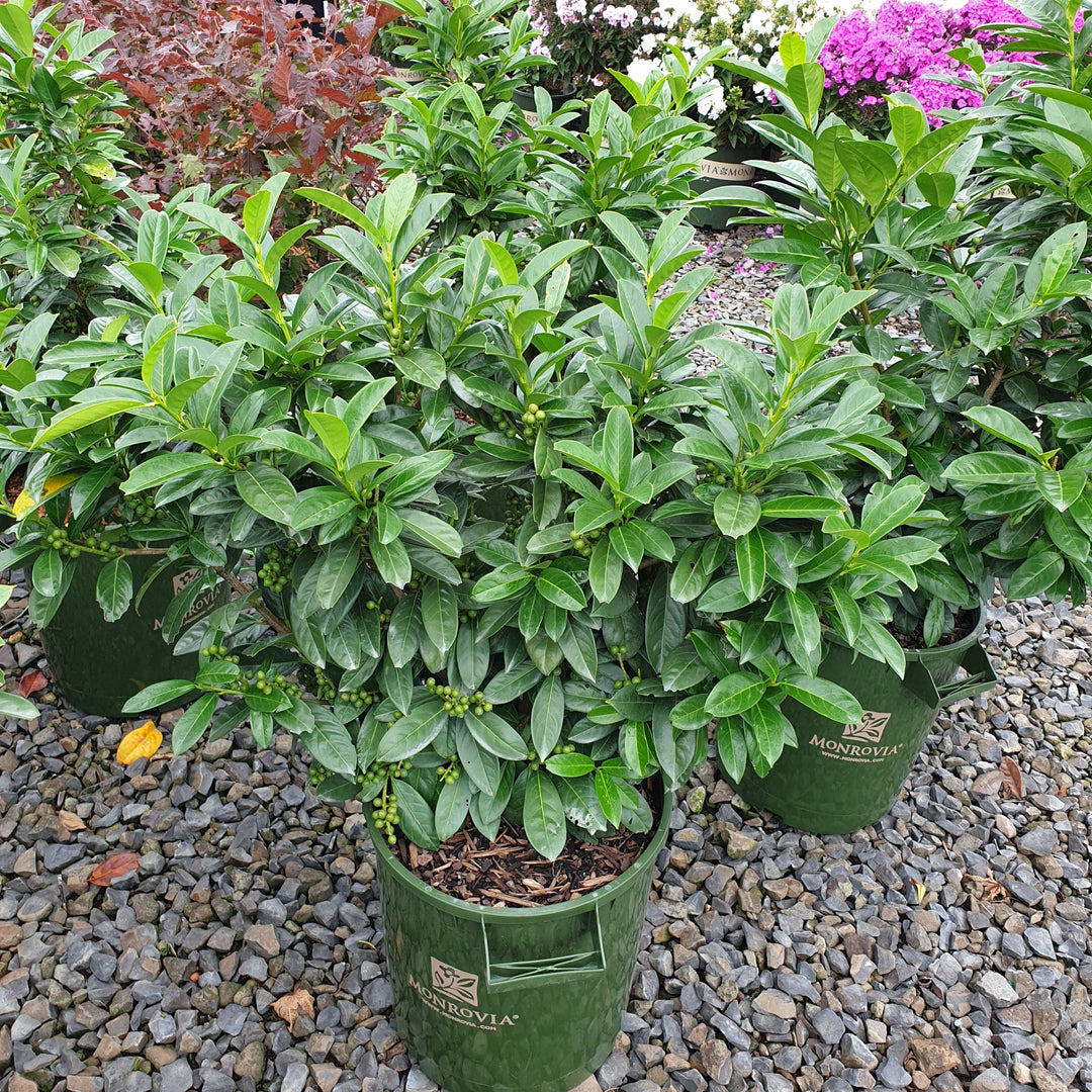 Prunus laurocerasus 'Jong1' PP29889 ~ Volcano Cherry Laurel