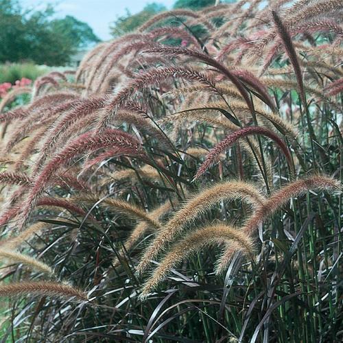 Pennisetum setaceum 'Rubrum' ~ Graceful Grasses® Purple Fountain Grass, Red Fountain Grass