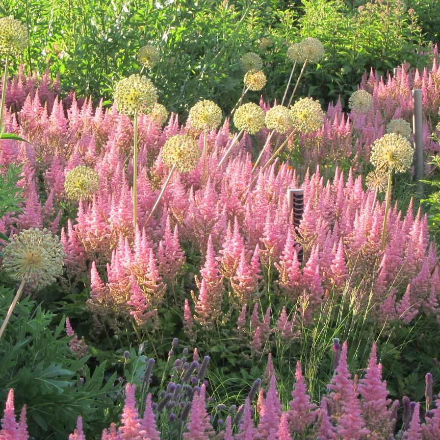 Astilbe chinensis 'Vision in Pink' ~ Vision in Pink Chinese Astilbe