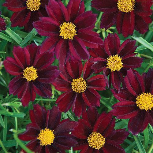 Coreopsis x 'Mercury Rising' ~ Big Bang™ Mercury Rising Tickseed