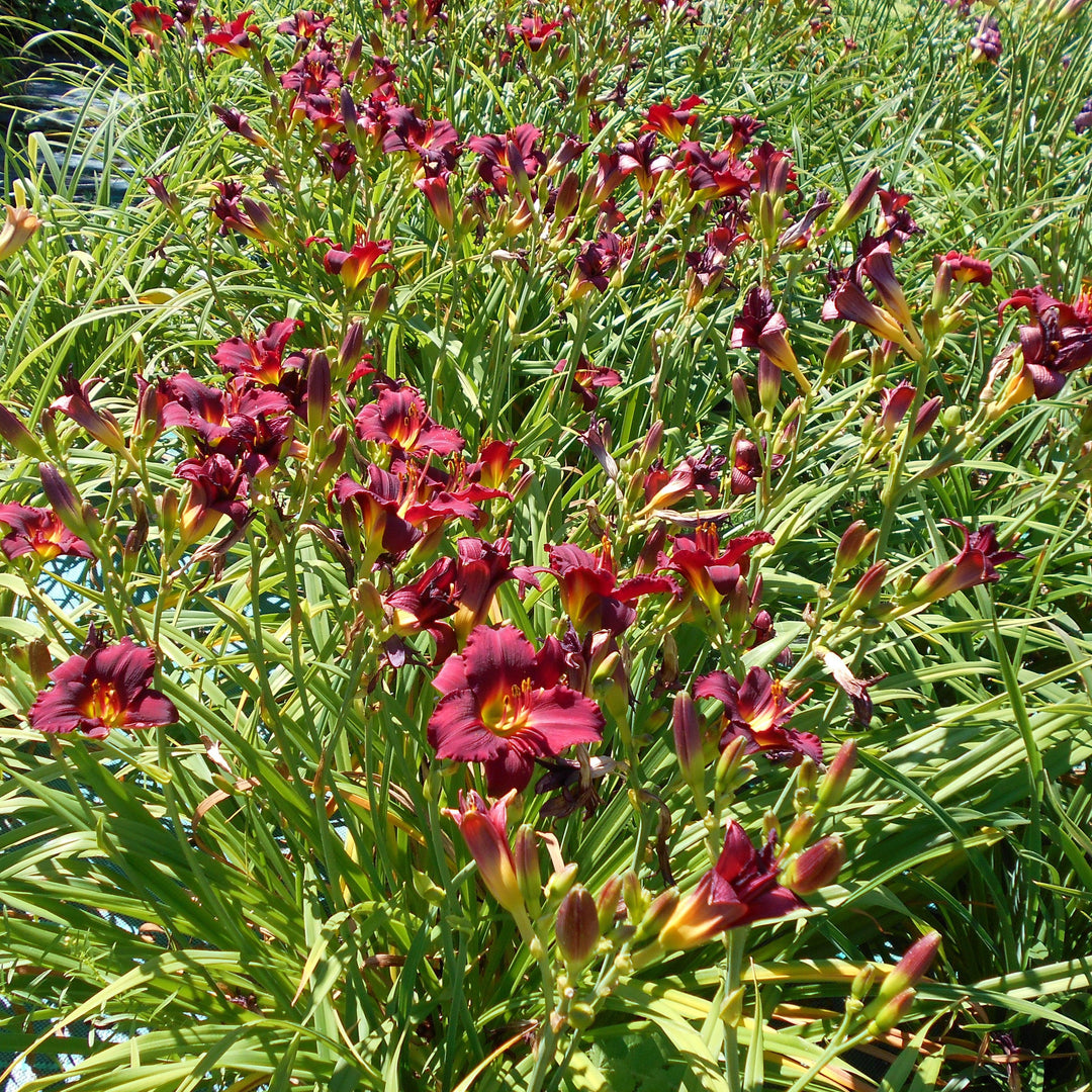 Hemerocallis 'Pardon Me' ~ Pardon Me Daylily