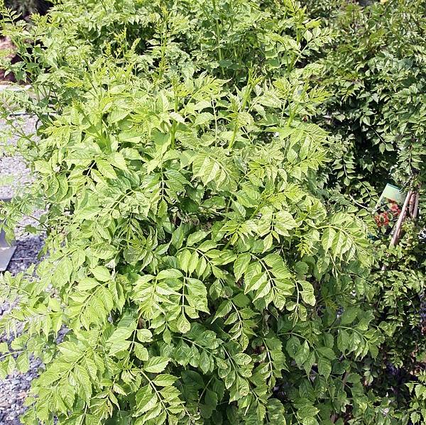 Campsis radicans 'Flava' ~ Flava Trumpet Creeper