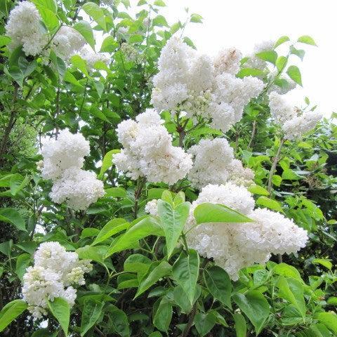 Syringa vulgaris 'Madame Lemoine' ~ Madame Lemoine Lilac