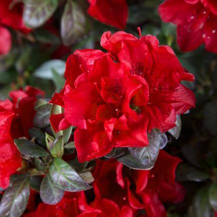 Rododendro 'Roblez' ~ Encore® Autumn Fire™ Azalea