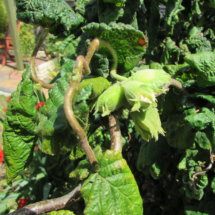 Corylus avellana 'Contorta' ~ Contorted Filbert, Harry Lauder’s Walking Stick