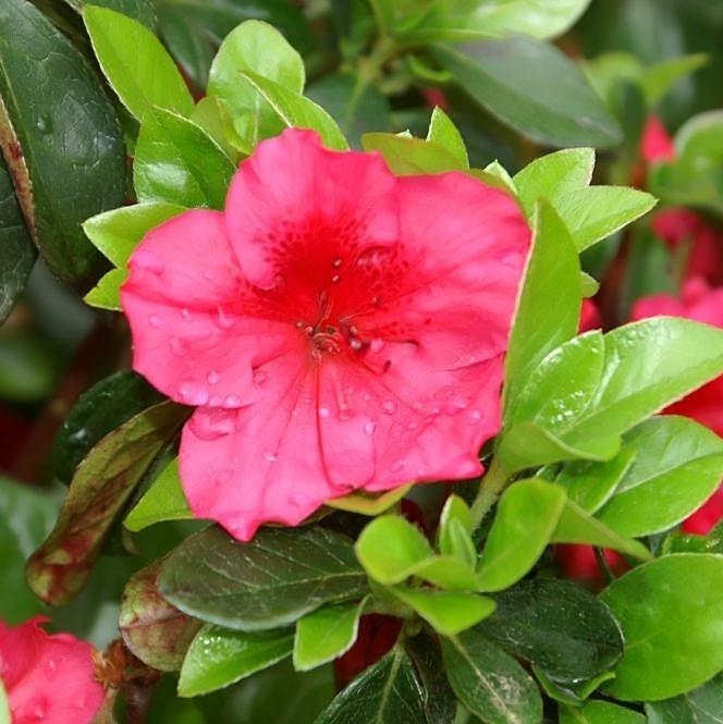 Rhododendron x girard 'Girard's Crimson' ~ Girard's Crimson Azalea