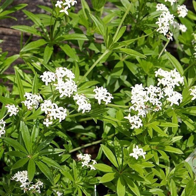 Galium odoratum ~ Sweet Woodruff