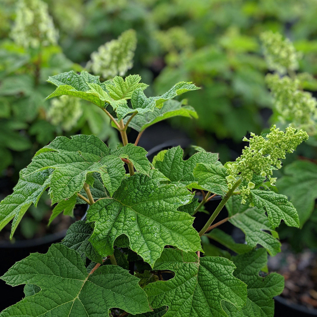 Hydrangea quercifolia 'Zapatillas de rubí' ~ Zapatillas de rubí Hortensia de hoja de roble