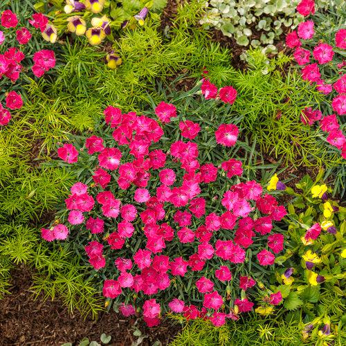 Dianthus 'Paint the Town Magenta' ~ Paint the Town Magenta Dianthus