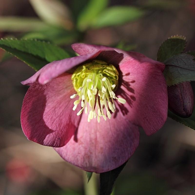 Helleborus orientalis 'Brandywine' ~ Brandywine™ Lenten Rose