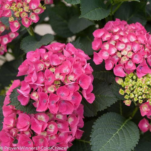 Hydrangea macrophylla 'Paris Rapa' ~ Cityline® Paris Hydrangea