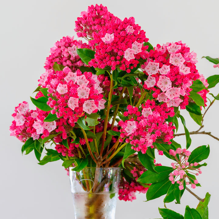 Kalmia latifolia 'Fuego Olímpico' ~ Laurel de Montaña del Fuego Olímpico