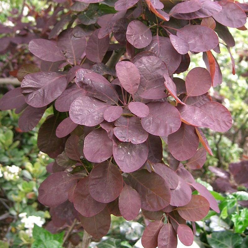 Cotinus coggygria 'Royal Purple' ~ Árbol de humo púrpura real