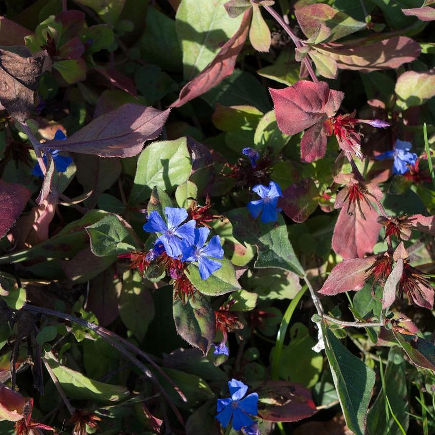 Ceratostigma plumbaginoides ~ Hardy Plumbago, Leadwort