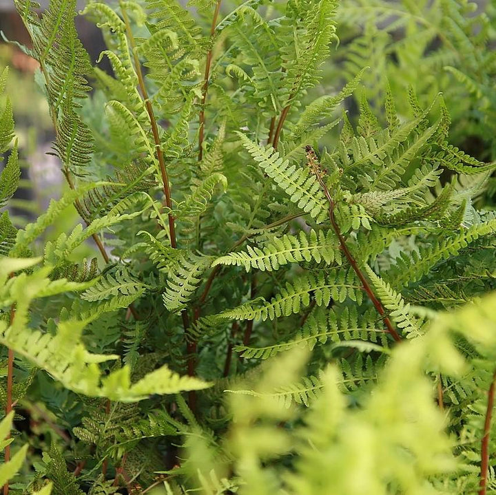 Athyrium filix-femina var. angustum 'Lady in Red' ~ Lady in Red Fern, Northern Lady Fern