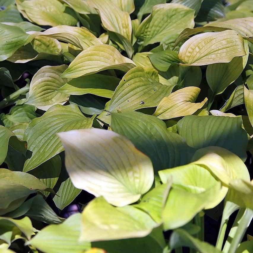 Hosta 'August Moon' ~ August Moon Hosta