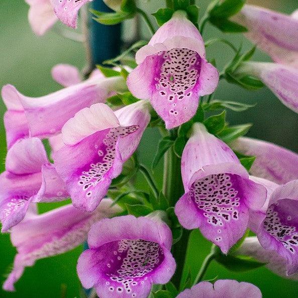 Digitalis purpurea 'Foxy' ~ Foxy Foxglove