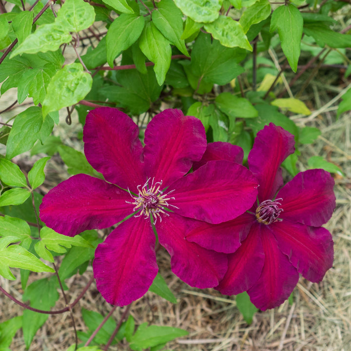 Clematis 'Westerplatte' ~  Westerplatte Clematis