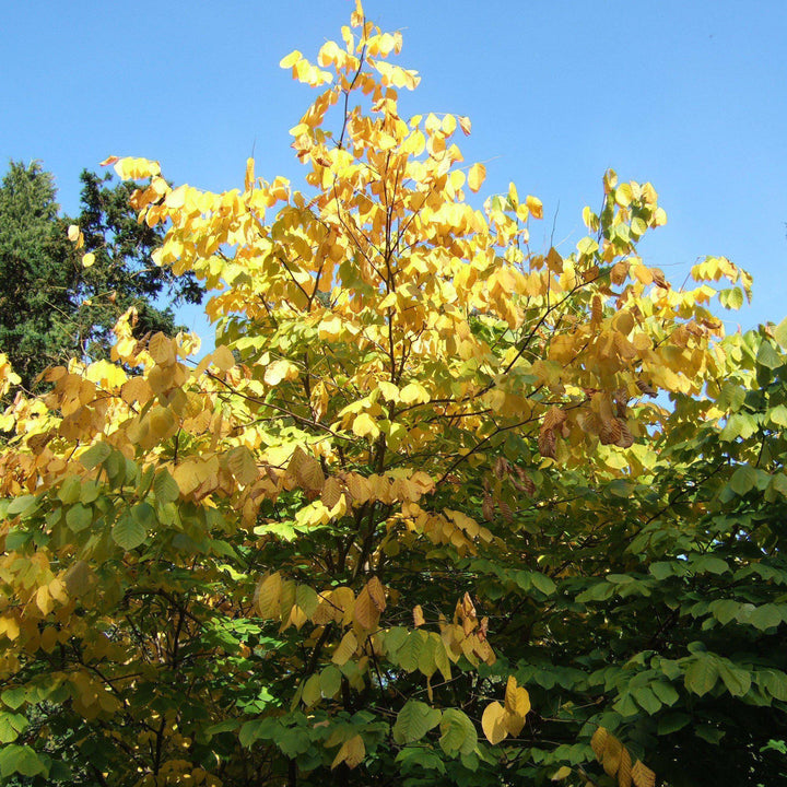 Cladrastis kentukea ~ American Yellowwood