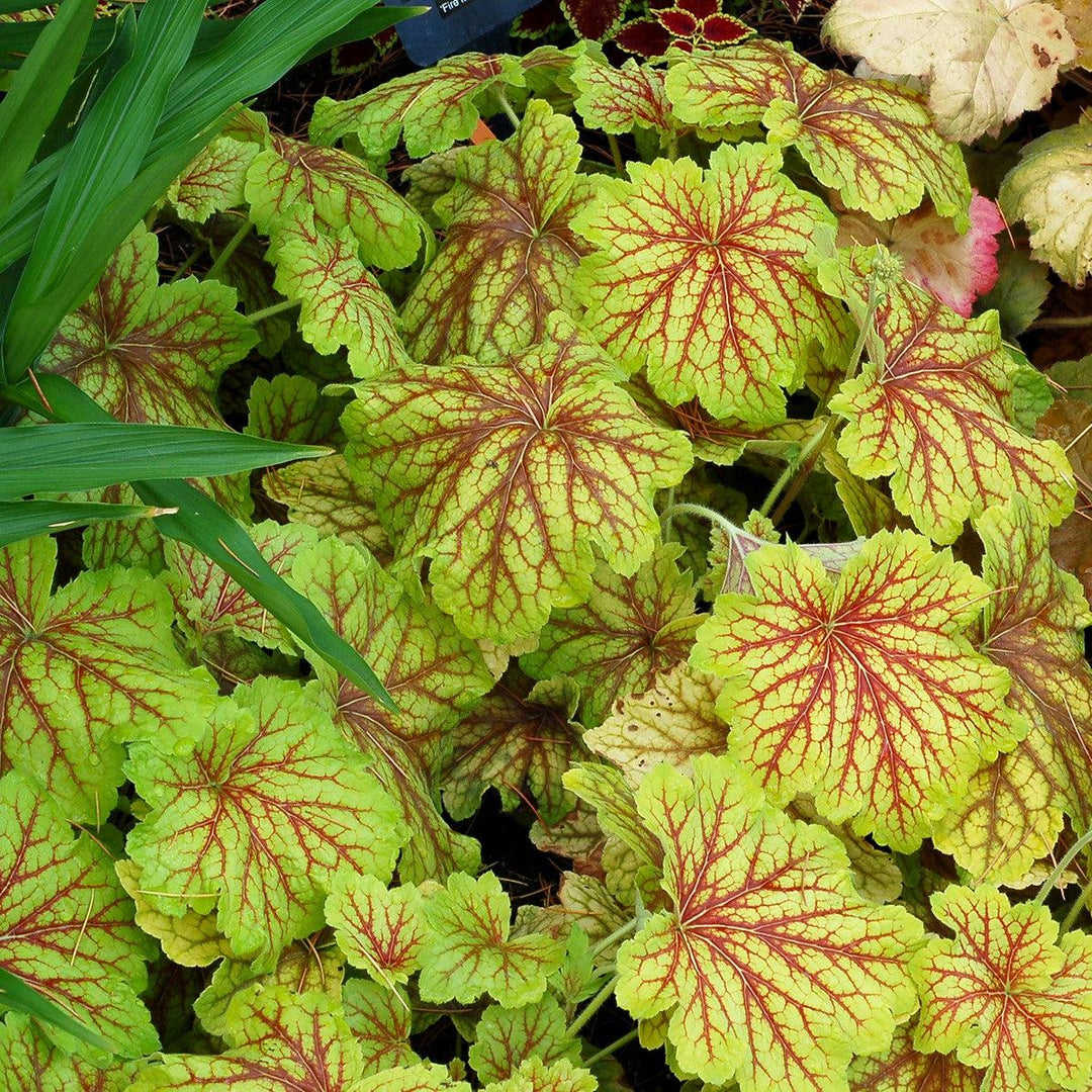 Heuchera 'Red Lightning' ~ Red Lightning Coral Bells