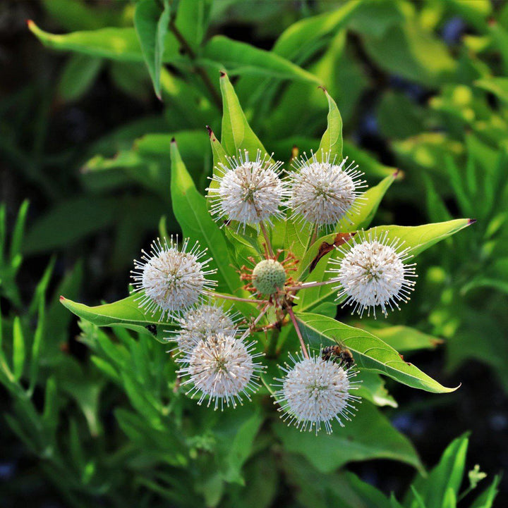 Cephalanthus occidentalis ~ Arbusto de botones