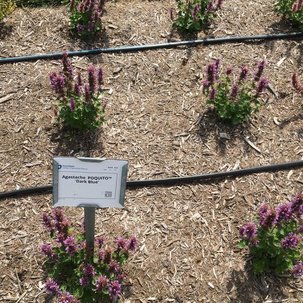 Agastache 'TNAGAPDB’ ~  Poquito™ Dark Blue Hyssop