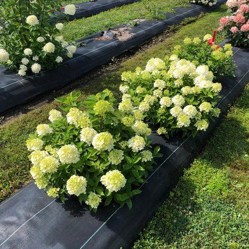 Hydrangea paniculata 'SMNHPK' ~ Proven Winners® Fire Light Tidbit® Hydrangea