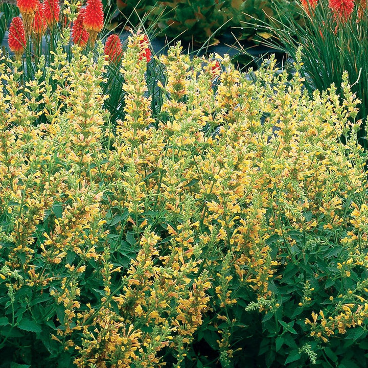 Agastache ‘Kudos Yellow’ ~ Kudos™ Yellow Hummingbird Mint, Hyssop