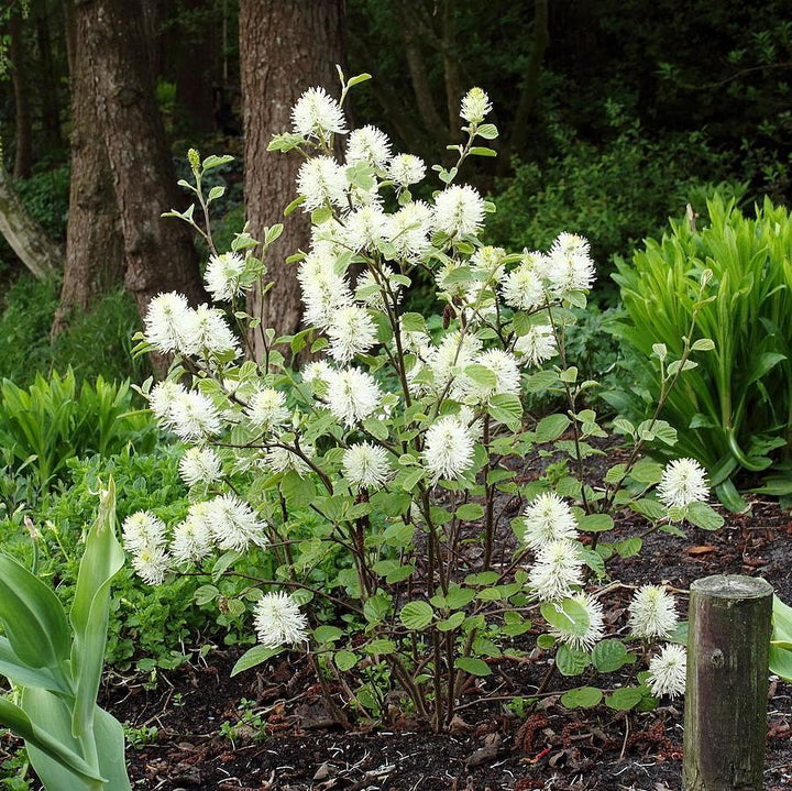 Fothergilla mayor 'Monte Airy' ~ Monte Airy Fothergilla