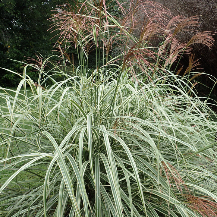 Miscanthus sinensis 'Variegatus' ~ Variegated Maiden Grass