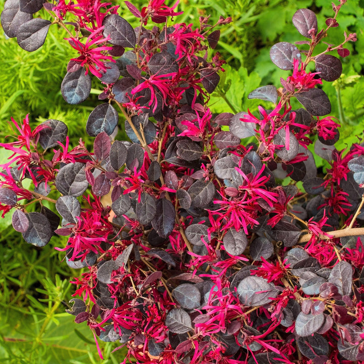 Loropetalum chinense 'Chang Nian Hong' ~ Flor con flecos Ever Red®